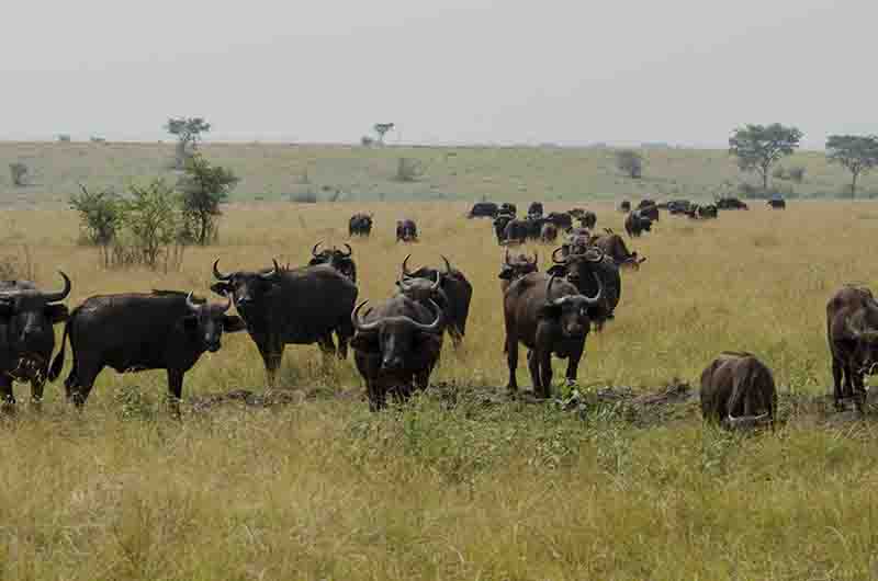 Búfalo Africano - parque nacional Queen Elizabeth - Uganda 2.jpg